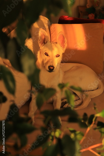 my dog under the evening sun