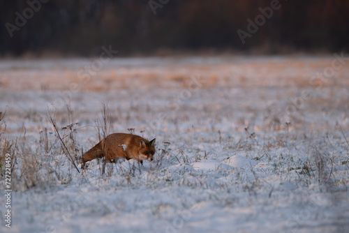 Fuchs in der Ranzzeit