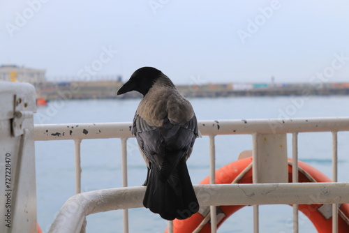 a bird on the ferry