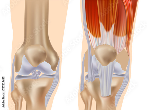 Anatomy of the knee joint front view. Knee Muscles and Ligaments Parts. Knee tendons