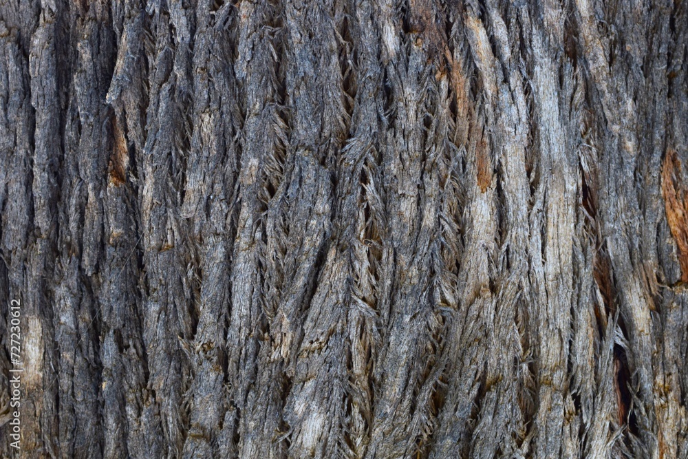 Dry tree bark texture wallpaper. Aged tree bark texture pattern for background. natural oak bark or maple bark
Dry tree bark texture wallpaper. Aged tree bark texture pattern for background. natural oak bark or maple bark