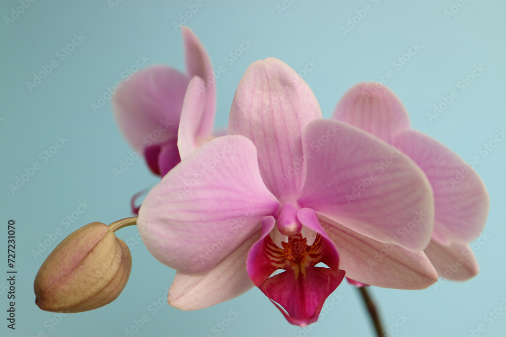Obraz premium Pink Orchid With Bud Macro