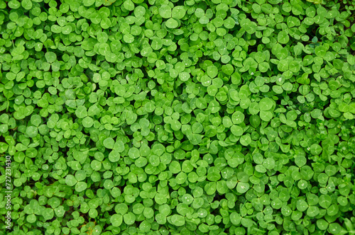 Clover view on top. Carpet of natural clover. Natural grass background