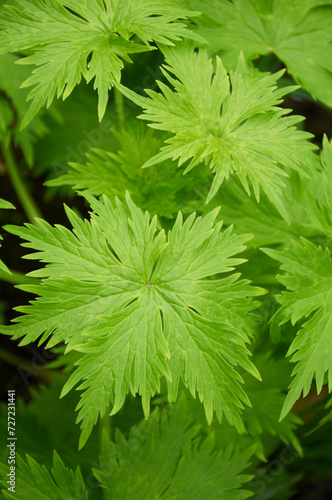 Background of beautiful natural green leaves
