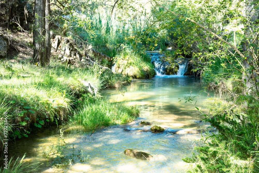Fototapeta premium river in the forest