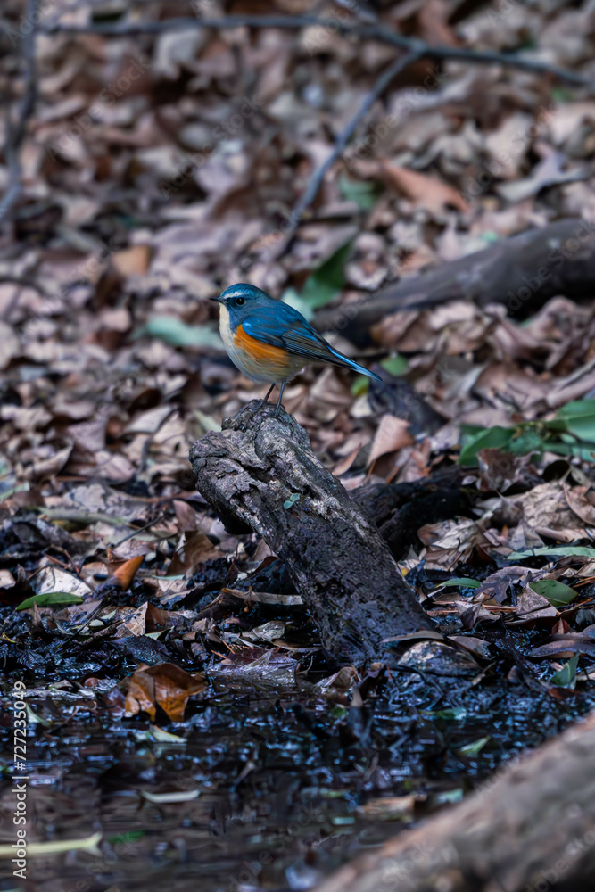 Obraz premium 冬に会えるルリビタキ