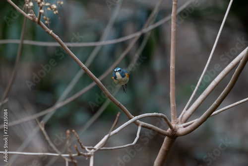 Wallpaper Mural 冬に会えるルリビタキ Torontodigital.ca