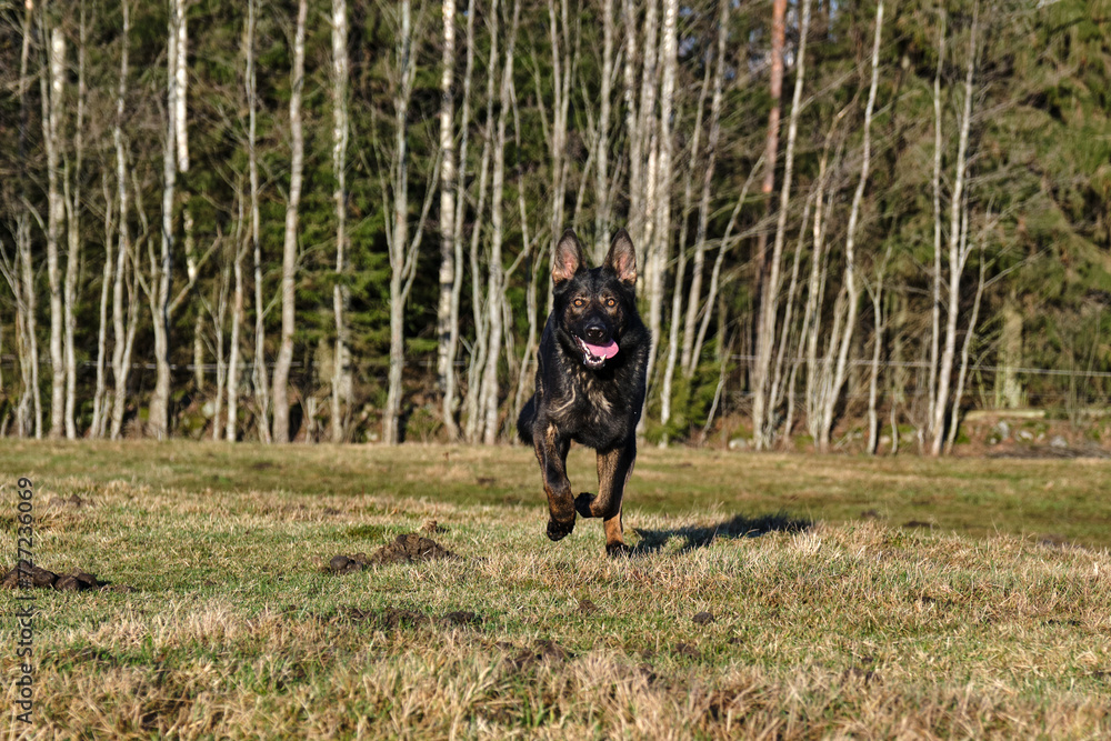 A beautiful German Shepherd dog running in a meadow in Sweden countryside A beautiful German Shepherd dog running in a meadow in Sweden countryside
