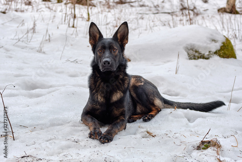 A gray German Shepherd she-dog is lying in the forest in Skaraborg in Vaestra Goetaland in Sweden photo