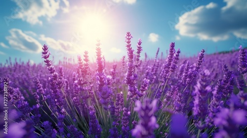 A field of vibrant purple lavender under a bright  sunny sky
