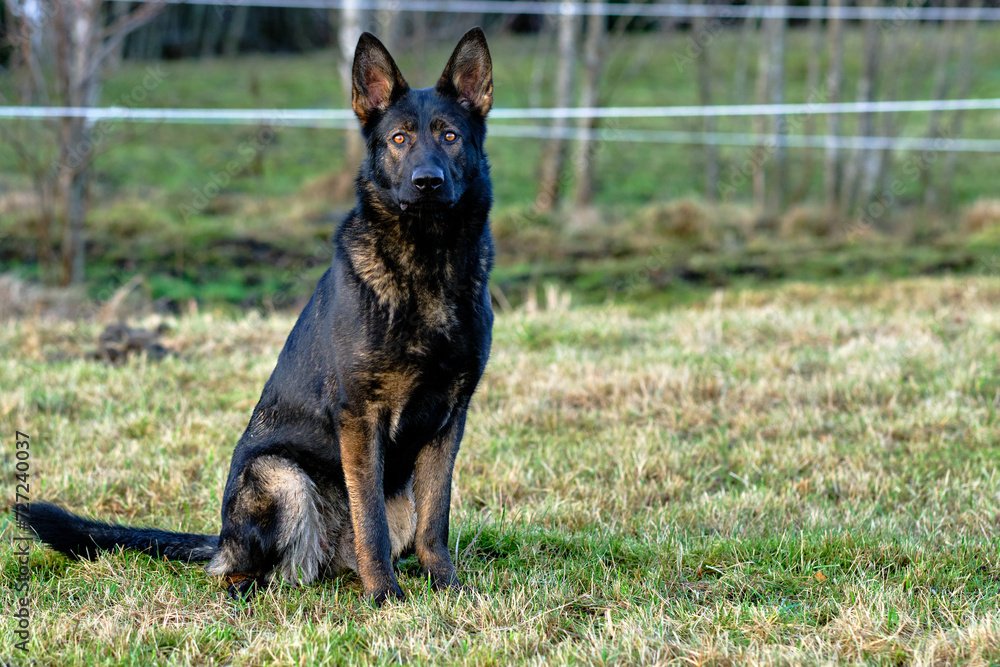 beautiful gray German Shepherd dog in a meadow in Sweden countryside beautiful gray German Shepherd dog in a meadow in Sweden countryside