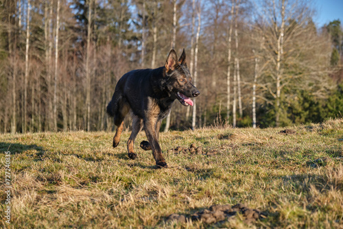 A beautiful German Shepherd dog running in a meadow in Sweden countryside © LightTheurgist