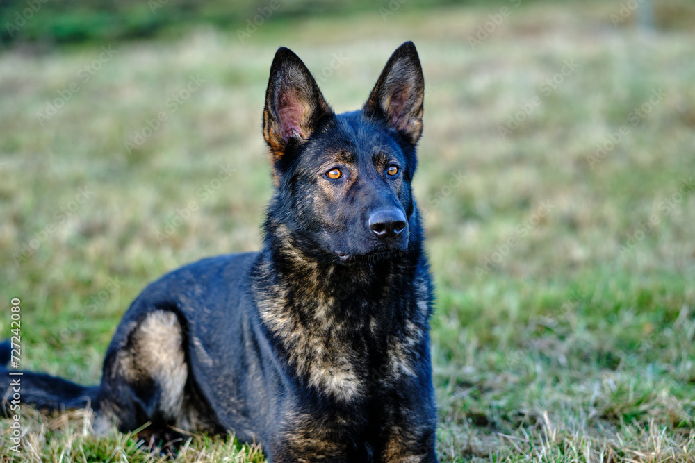 beautiful gray German Shepherd dog in a meadow in Sweden countryside beautiful gray German Shepherd dog in a meadow in Sweden countryside