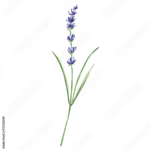 Lavender flowers sprig purple, watercolor illustration. Isolated hand drawn Provence floral bouquet. Botanical drawing template for card, printing packaging or tableware, textile, sticker, embroidery