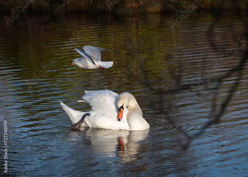 An adult mute swan (Cygnus olor) preens its plumage as a black-headed gull (Larus ridibundus) flies overhead