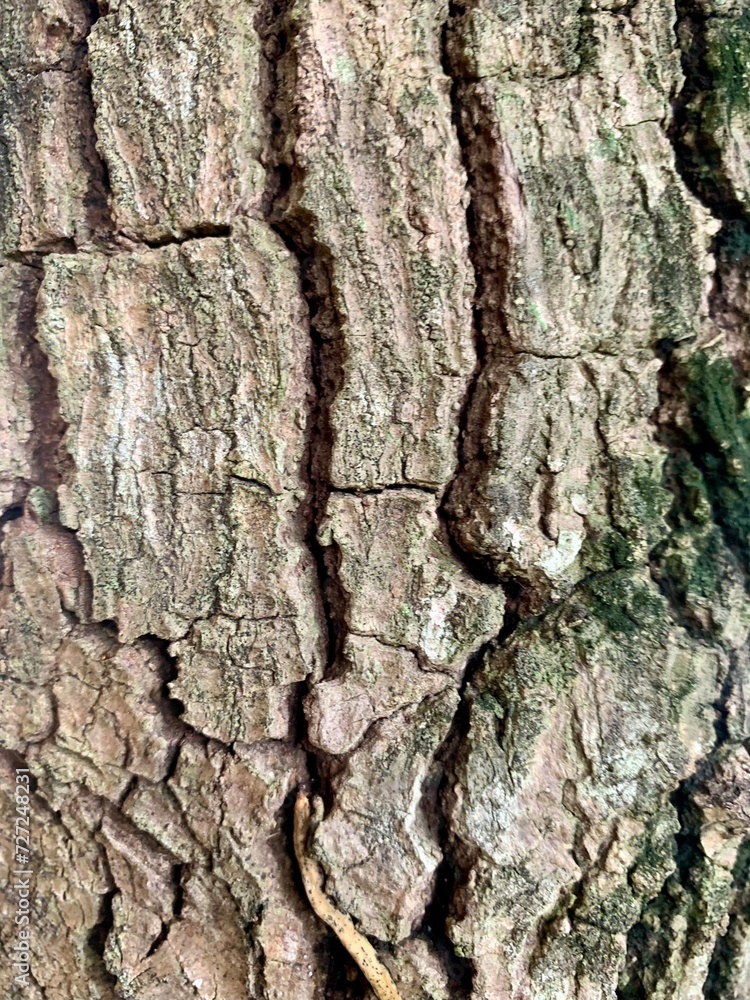 Close up of the textured bark of a avocado tree Close up of the textured bark of a avocado tree