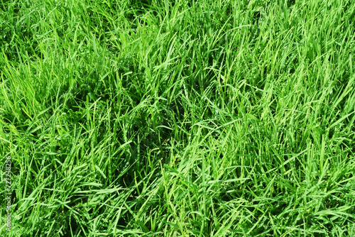 green grass for summer background. green grass lawn background. fresh green grass for spring background 