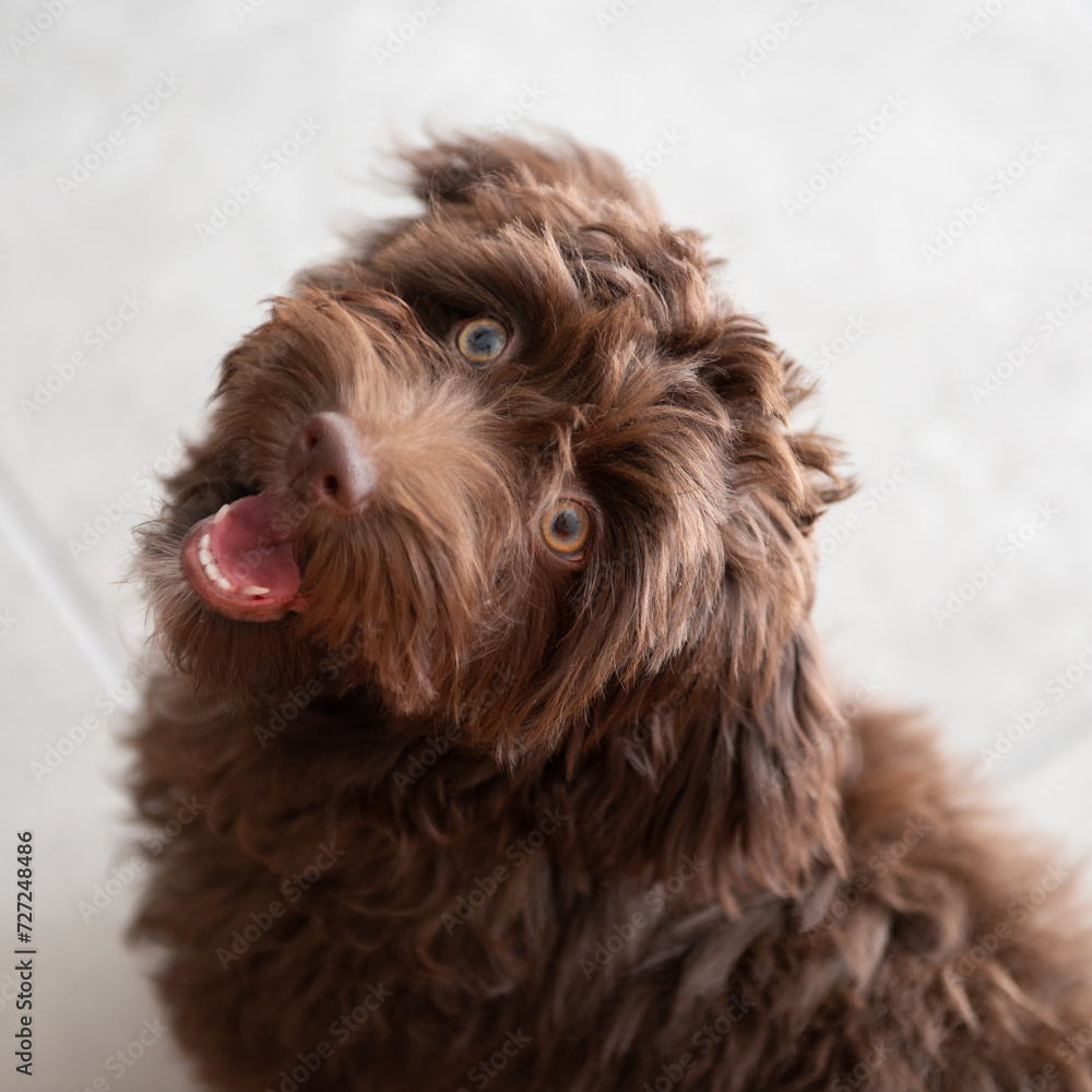 Fototapeta premium Puppy Yorkiepoo rests at home. Cute designer breed little dog, yorkshire terrier and poodle mix. Adorable pet's indoor portrait