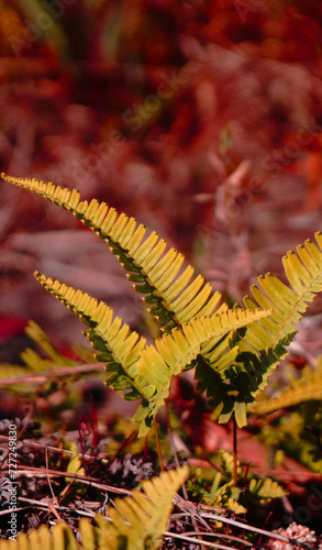 Fern leaves yellow Nature and blurred background - Selective Focus on Fern Leaves - Shooting from at Phu Kradueng National Park Loei Thailand 