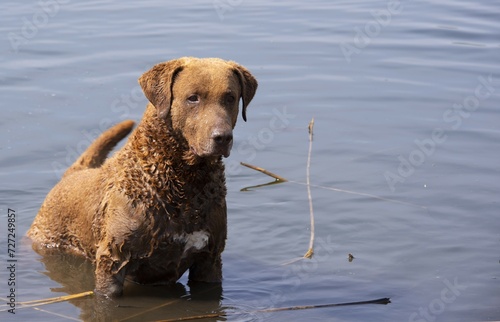 Quadro em tela chesapeake bay retriever in the water
