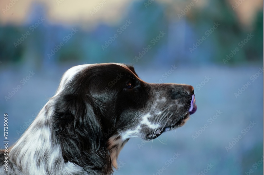 great portrait of english setter great portrait of english setter
