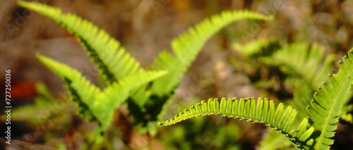 Fern leaves Green Nature and blurred background - Selective Focus on Fern Leaves - Shooting from at Phu Kradueng National Park Loei Thailand 