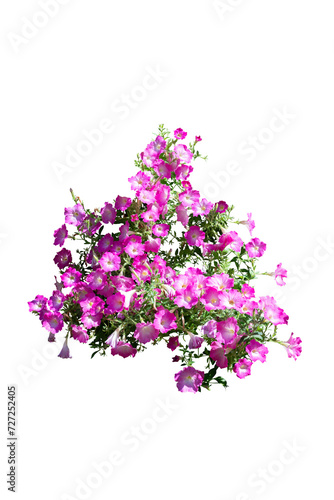 pink flowers bush leaves plant isolated