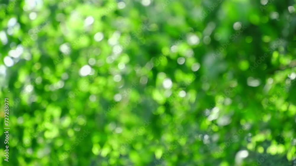 Blurred summer natural background. Juicy and bright backdrop. Beautiful defocused leaves. Abstract nature. Natural Bokeh effect with sun rays. Green color light bokeh nature background. Greenery. Blurred summer natural background. Juicy and bright backdrop. Beautiful defocused leaves. Abstract nature. Natural Bokeh effect with sun rays. Green color light bokeh nature background. Greenery.