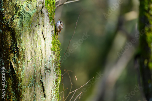 European Robin (Erithacus rubecula). Bird on a branch