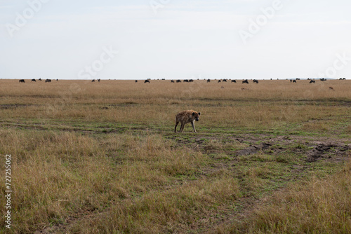 yenas roam the Masai Mara