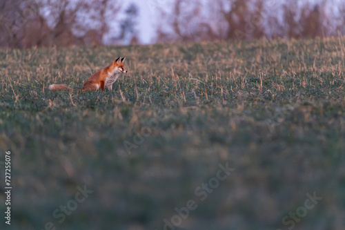 Red fox on the field. Red fox (Vulpes vulpes)
