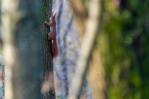 Squirrel in the tree. Red squirrel in the tree