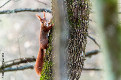 Squirrel in the tree. Red squirrel in the tree