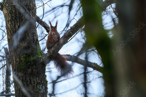 Squirrel in the tree. Red squirrel in the tree