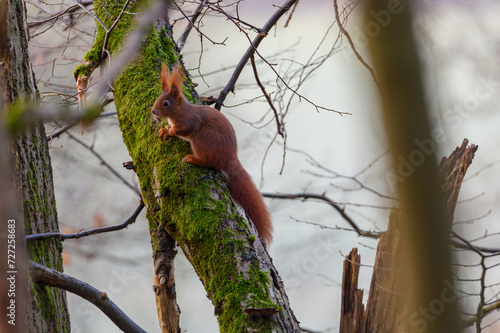 Squirrel in the tree. Red squirrel in the tree