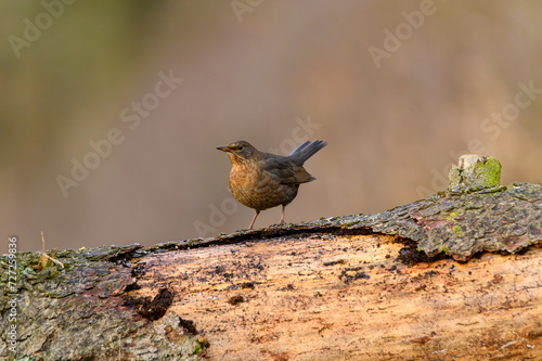 BLACKBIRD blackbird (Turdus merula merula) on the branch in the forest