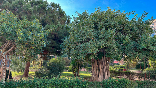 Fototapeta Naklejka Na Ścianę i Meble -  trees in the garden (LA MANGA , MURCIA)