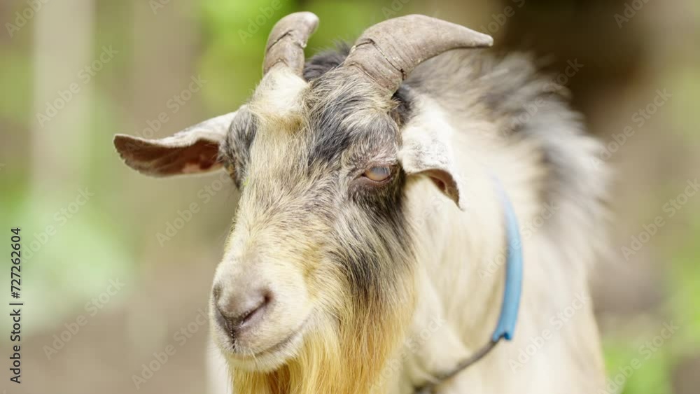 Portrait of furry bearded goat with horns, animal livestock, capra hircus Portrait of furry bearded goat with horns, animal livestock, capra hircus
