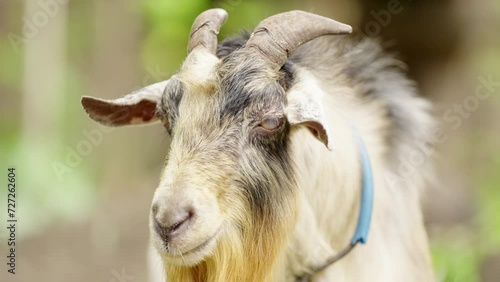 Portrait of furry bearded goat with horns, animal livestock, capra hircus photo