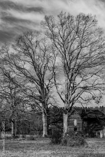 Carolina Tobacco Barns