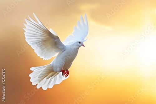 white dove flying with the sun on the sky