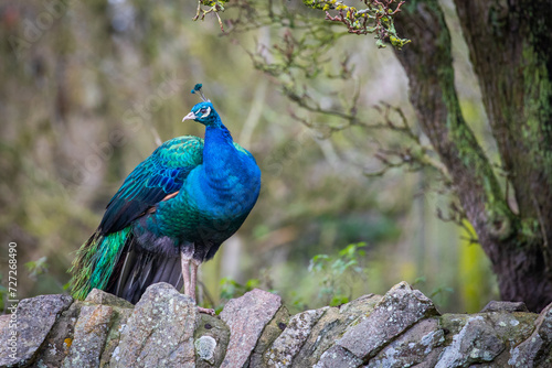 Peacock  © scott