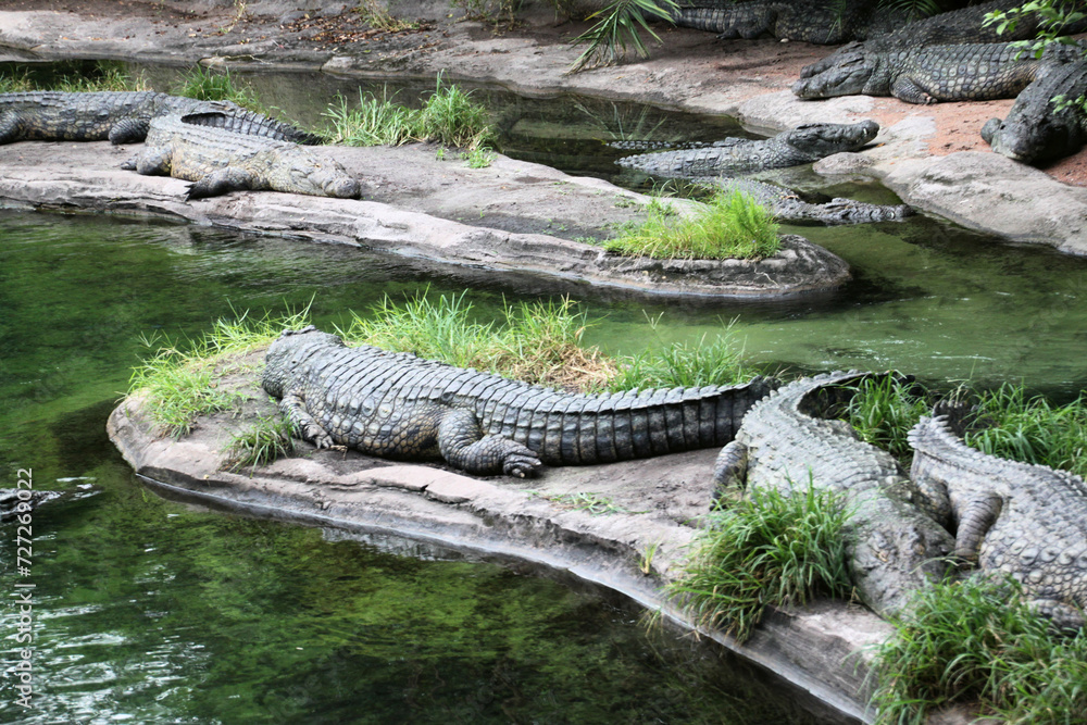 alligator in the everglades alligator in the everglades