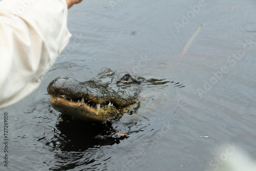 crocodile in the water