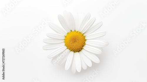 A single white daisy flower isolated against a spotless white background
