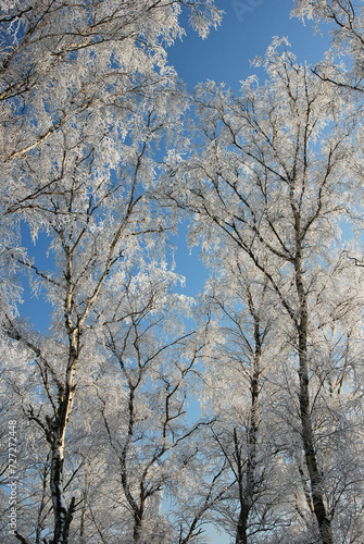 Winterlandscape in the Kalmthoutse heide, Belgium © danieldefotograaf