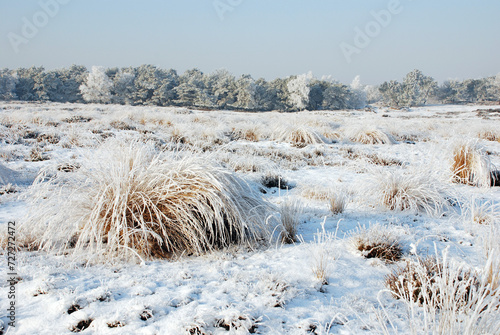 Winterlandscape in the Kalmthoutse heide, Belgium photo
