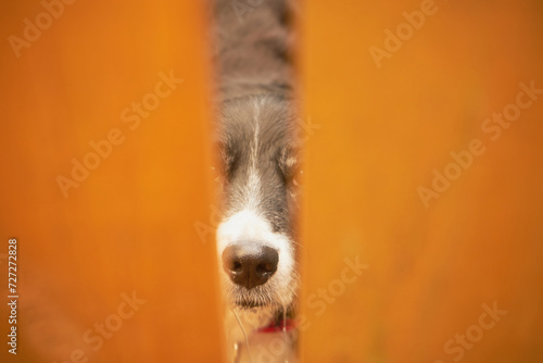 Border collie, Irlandia  #727272828