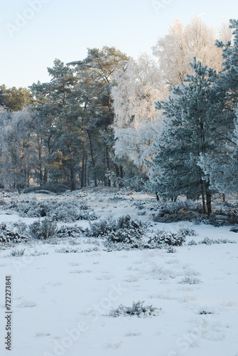 Winterlandscape in the Kalmthoutse heide, Belgium photo