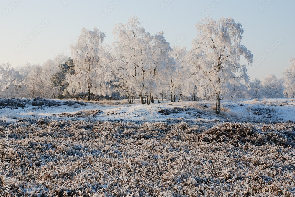 Winterlandscape in the Kalmthoutse heide, Belgium